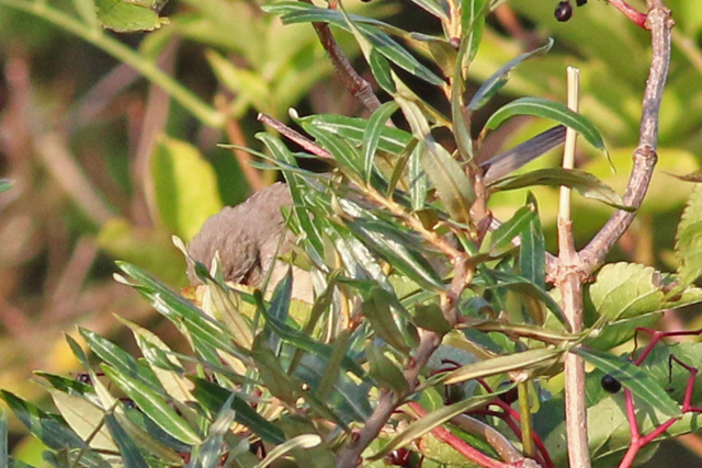 20180916 Sperwergrasmus Lauwersmeer 01
