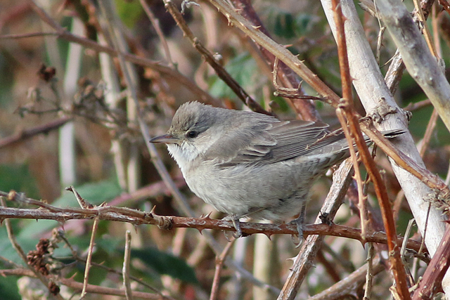 5 november 2022, Sperwergrasmus, 02_Lauwersmeer - Kustweg