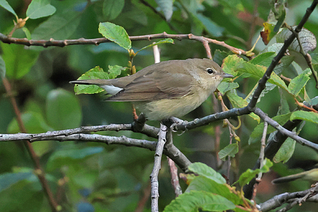 12 september 2025, Tuinfluiter, Lauwersoog-dorp