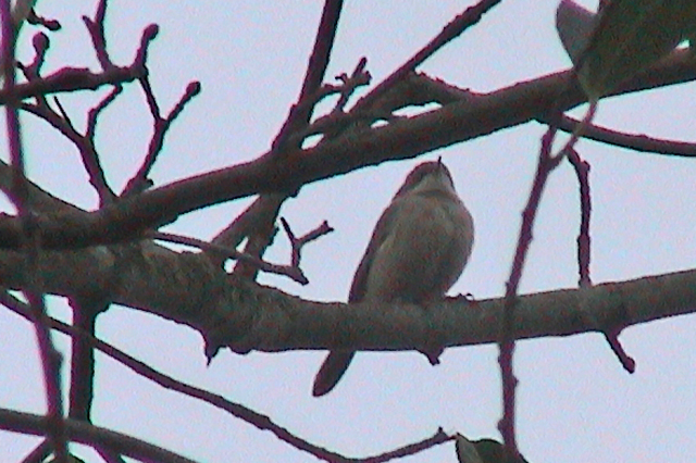 2 januari 2006, Vale Braamsluiper, Groningen_02