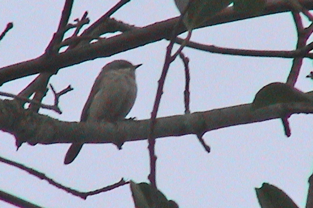 2 januari 2006, Vale Braamsluiper, Groningen_03