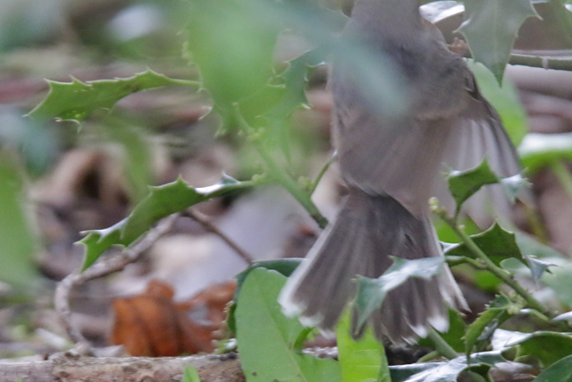 18 april 2016, Westelijke Baardgrasmus, Wageningen_07-staartkenmerk