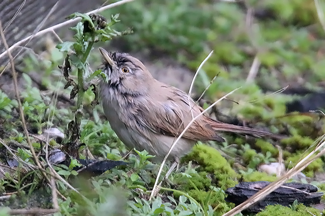 15 november 2015, Woestijngrasmus, Terschelling_02