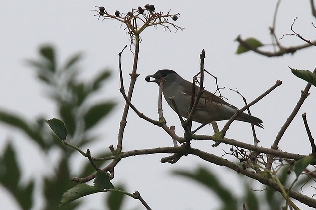 4 oktober 2015, Zwartkop-man, Eemshaven