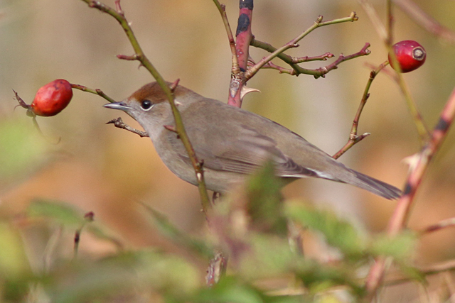 6 november 2020, Zwartkop, Lauwersmeer