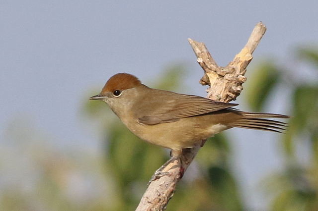 4 september 2022, Zwartkop, Lauwersmeer_02