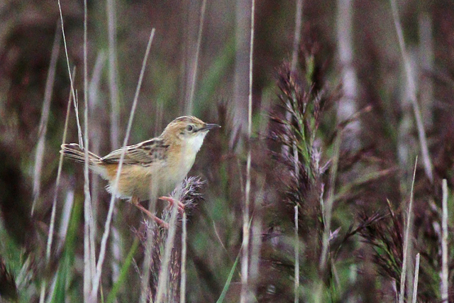 19 augustus 2023, Graszanger, 02_Ternaard