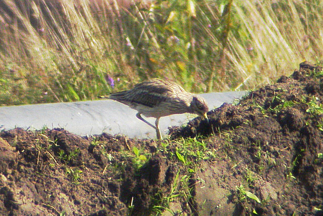 30 juli 2007, Griel, Losser_1