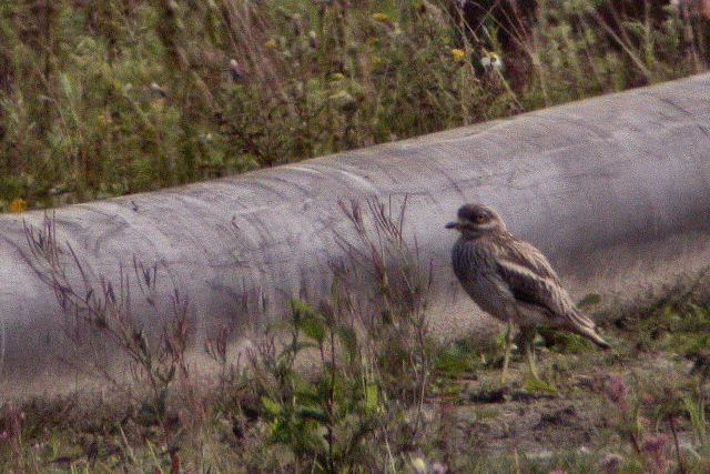 30 juli 2007, Griel, Losser_3