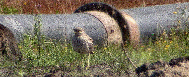 30 juli 2007, Griel, Losser_4