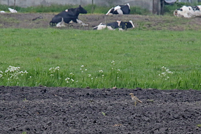 21 mei 2016, Griel, Hunzedal_01