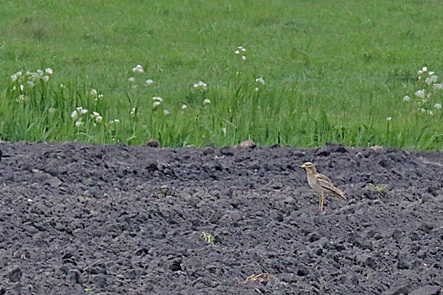 21 mei 2016, Griel, Hunzedal_02