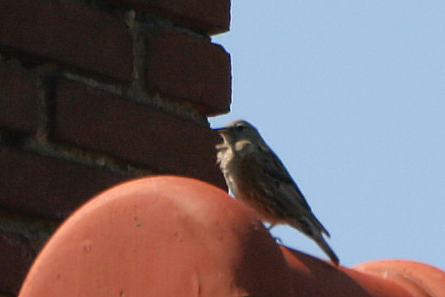 10 mei 2008, Alpenheggenmus, Vlieland_4