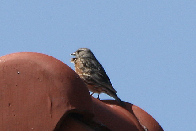 10 mei 2008, Alpenheggenmus, Vlieland_5