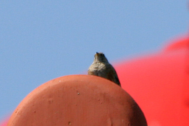 10 mei 2008, Alpenheggenmus, Vlieland_7