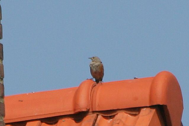 10 mei 2008, Alpenheggenmus, Vlieland_8