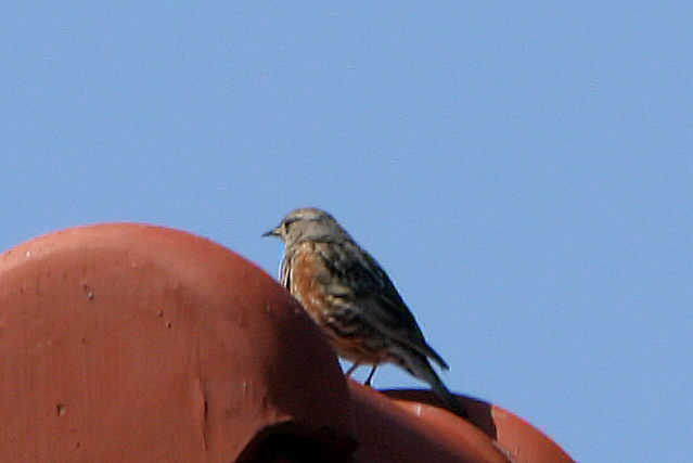 10 mei 2008, Alpenheggenmus, Vlieland_9