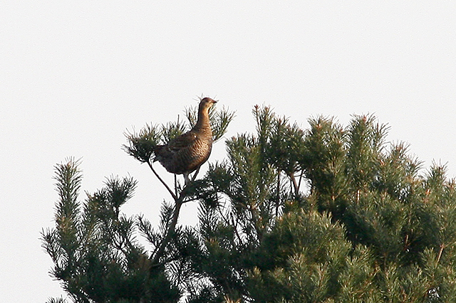 14 april 2007, Korhoen, Holterberg_0