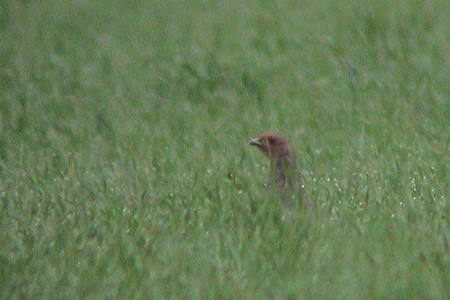 5 mei 2003, Patrijs, Floralaan 22