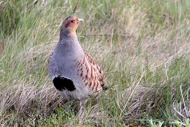 13 april 2014, Patrijs, Eemshaven
