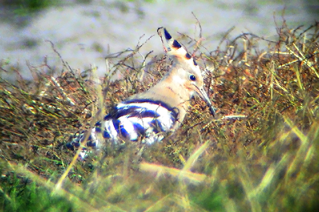 10 oktober 2002, Hop, Texel