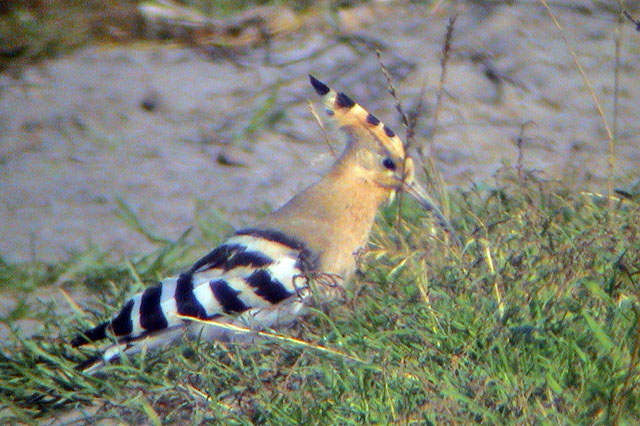 10 oktober 2002, Hop, Texel_02