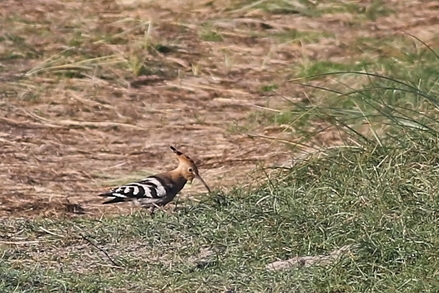 15 oktober 2017, Hop, Texel