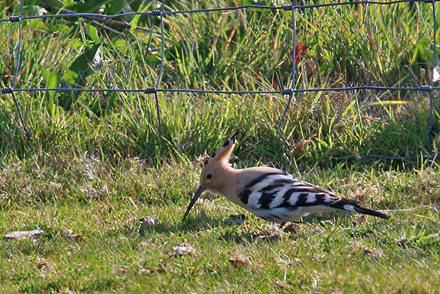 26 april 2020, Hop, Texel-De Cocksdorp