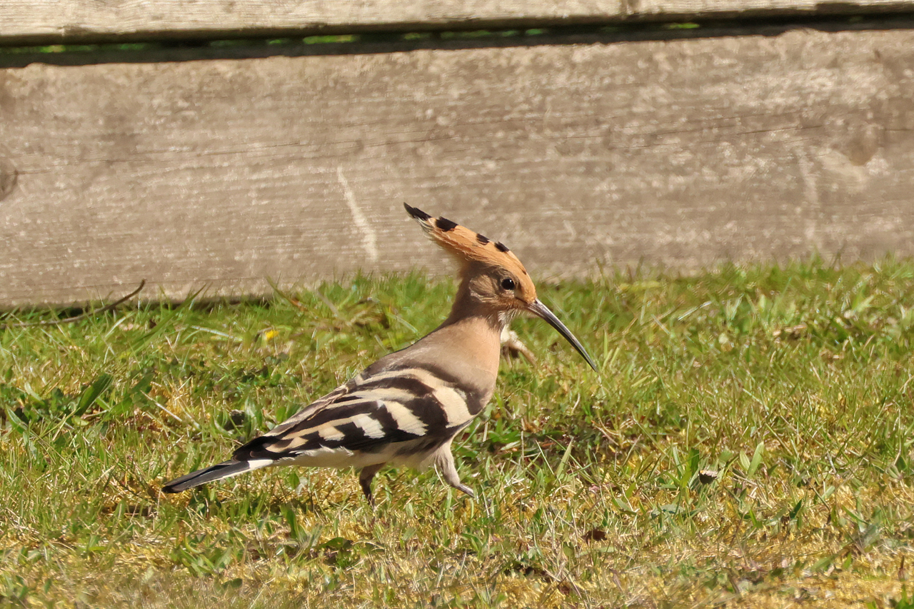 4 april 2025, Hop, Bantpolder_01