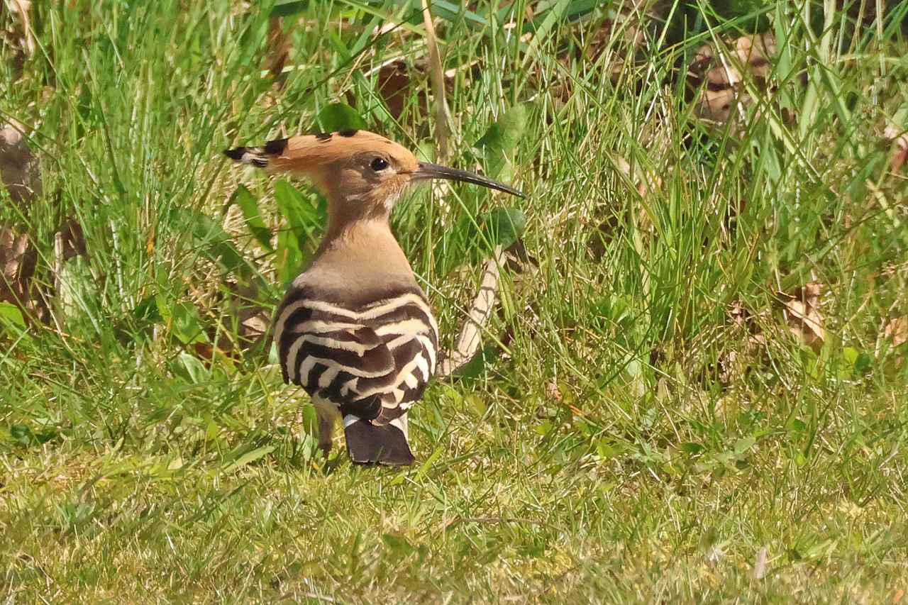 4 april 2025, Hop, Bantpolder_02