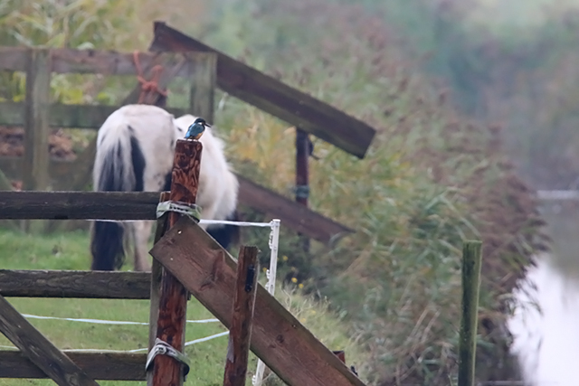 16 oktober 2015, IJsvogel, Texel