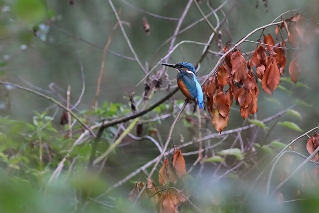 7 september 2018, IJsvogel, Veenhuizen
