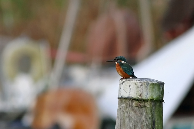 6 november 2020, IJsvogel, Lauwersmeer