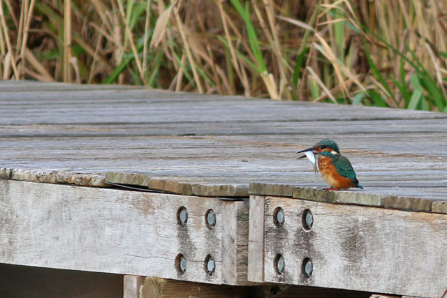 6 november 2020, IJsvogel, Lauwersmeer_02