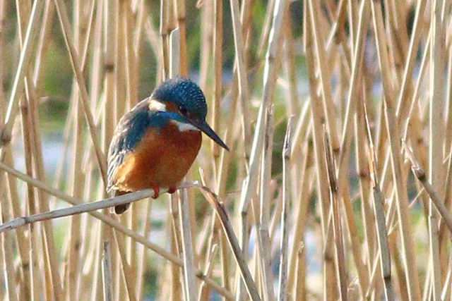 19 januari 2024, IJsvogel, Lauwersmeer