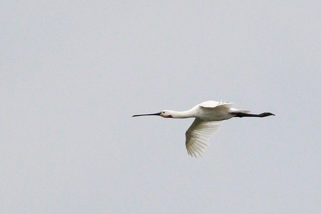 27 augustus 2023, Lepelaar, Lauwersmeer