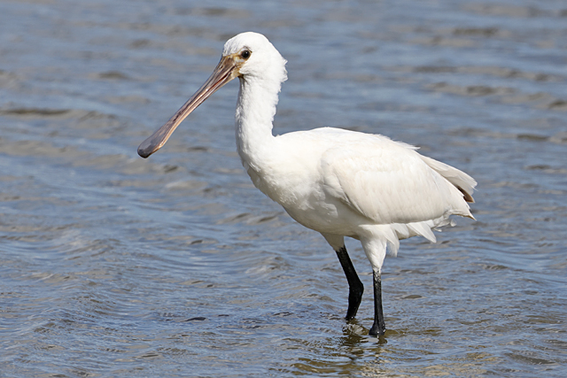 5 september 2025, Lepelaar, Paezummerlaenen