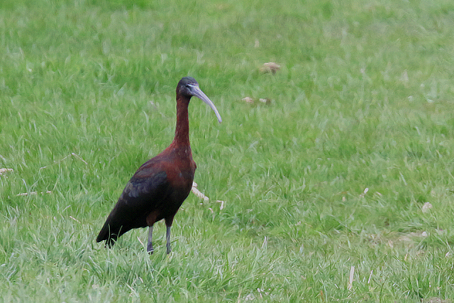 17 april 2015, Zwarte Ibis, Schoorldam-Alkmaar