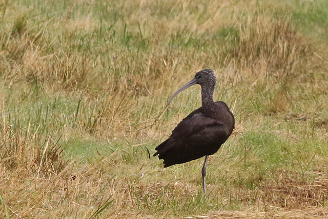 8 oktober 2021, Zwarte Ibis, Texel