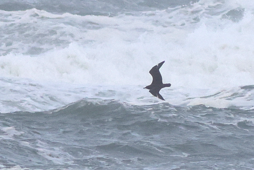 5 oktober 2025, Grote Jager, Texel