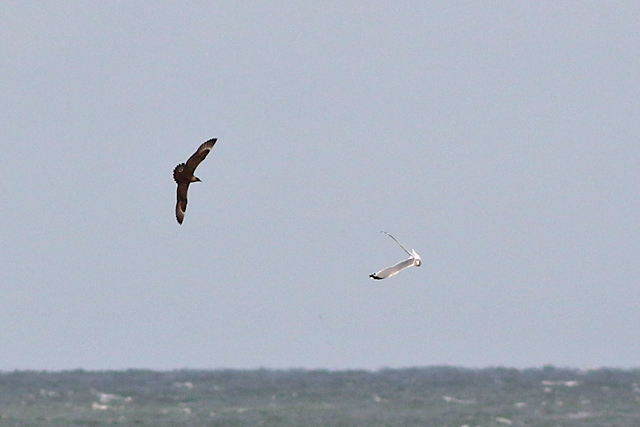 11 oktober 2021, Kleine Jager, 01_Texel