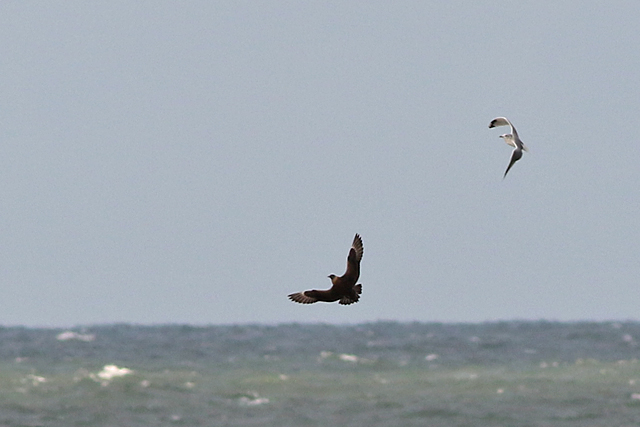 11 oktober 2021, Kleine Jager, 02_Texel