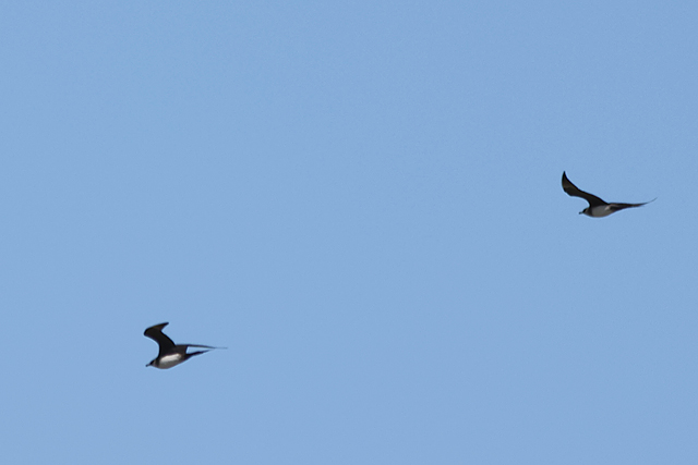 9 mei 2025, Kleine Jager, Ezumakeeg_01