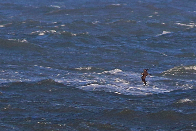 16 oktober 2022, Middelste Jager, Texel