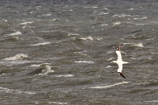 29 oktober 2017, Jan-van-Gent, Lauwersoog_02