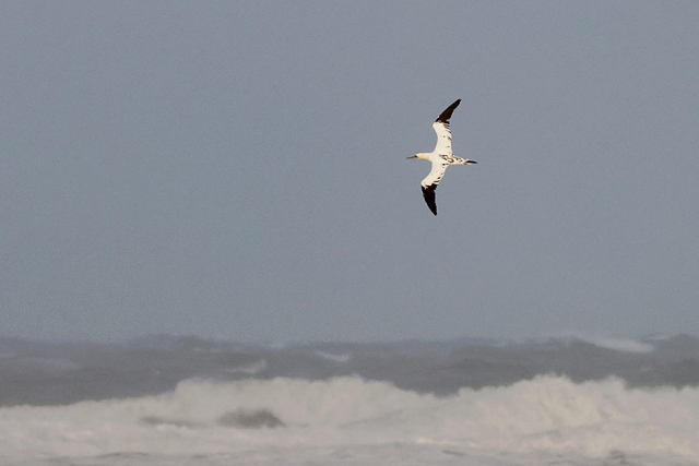 5 oktober 2025, Jan van Gent, Texel