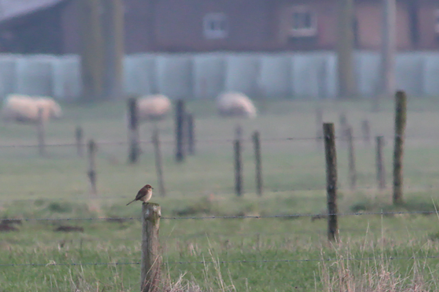 19 januari 2014, Bruine klauwier, Netterden_01