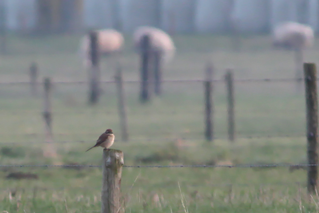 19 januari 2014, Bruine klauwier, Netterden_02