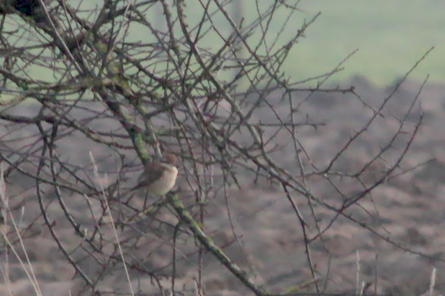 19 januari 2014, Bruine klauwier, Netterden_03