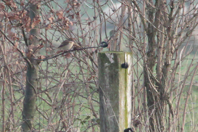 19 januari 2014, Bruine klauwier, Netterden_04